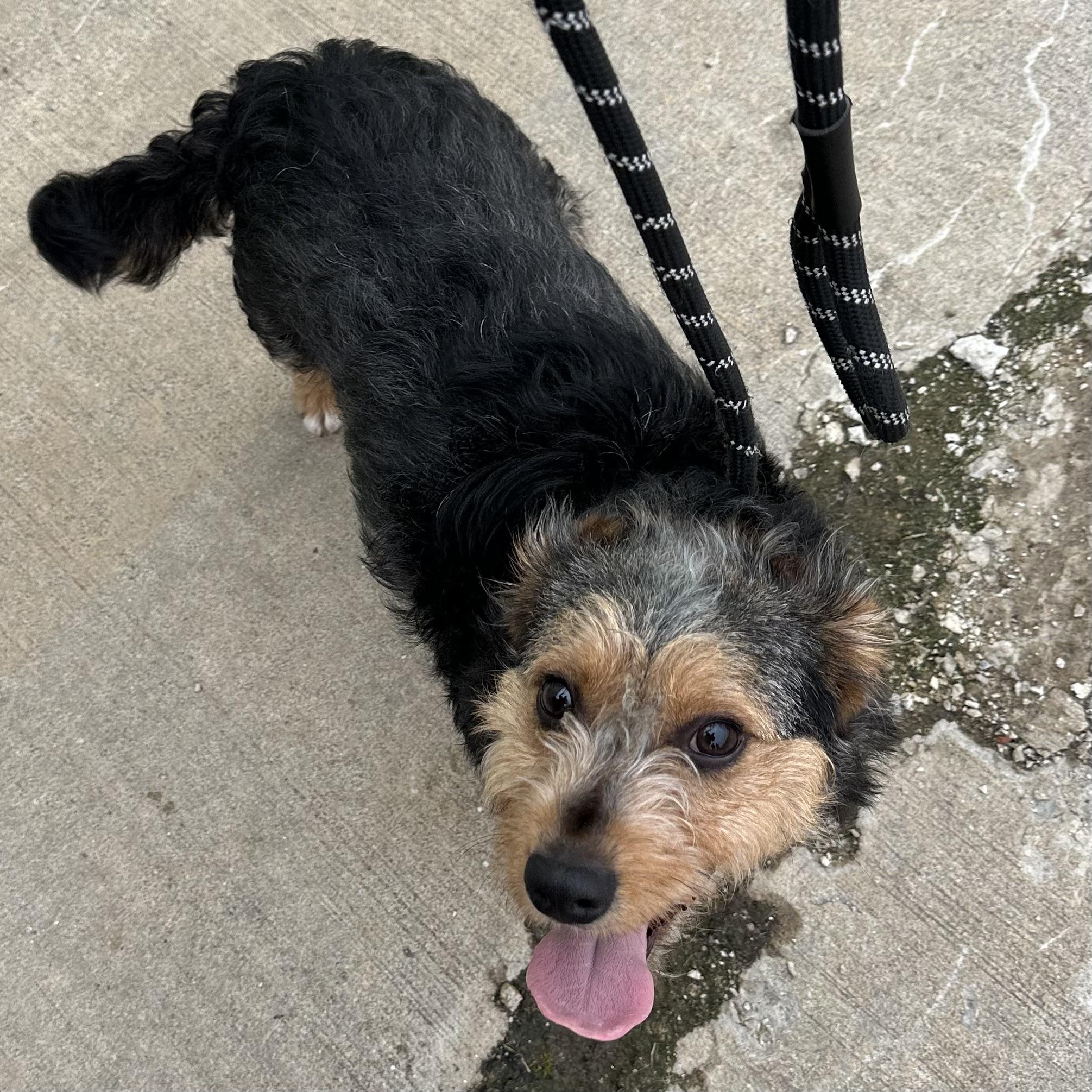 Jasper, ADOPTABLE, Young Male Terrier.