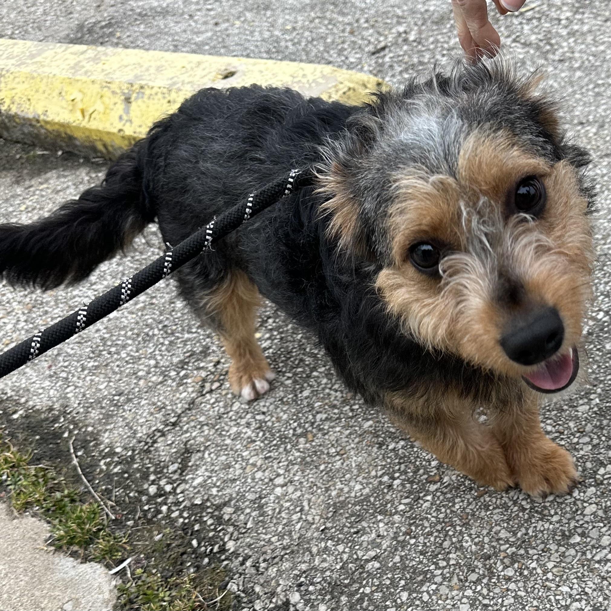 Enlarge Jasper, a ADOPTABLE mixed breed in Trenton, MO image 4/4