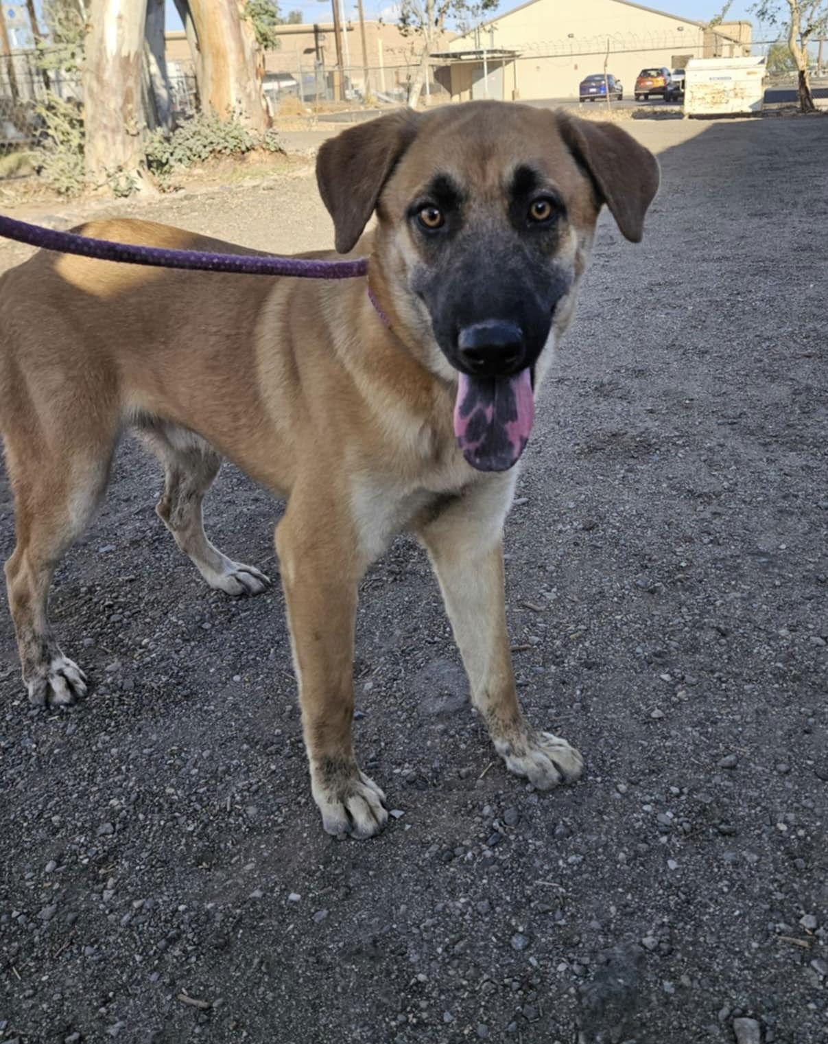 Enlarge Mateo, a Adoptable Shepherd in El Centro, CA image 1/1
