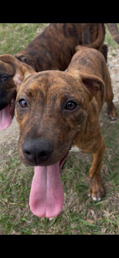 Hazel — thumbnail 2