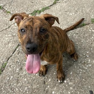 Hazel — thumbnail 4