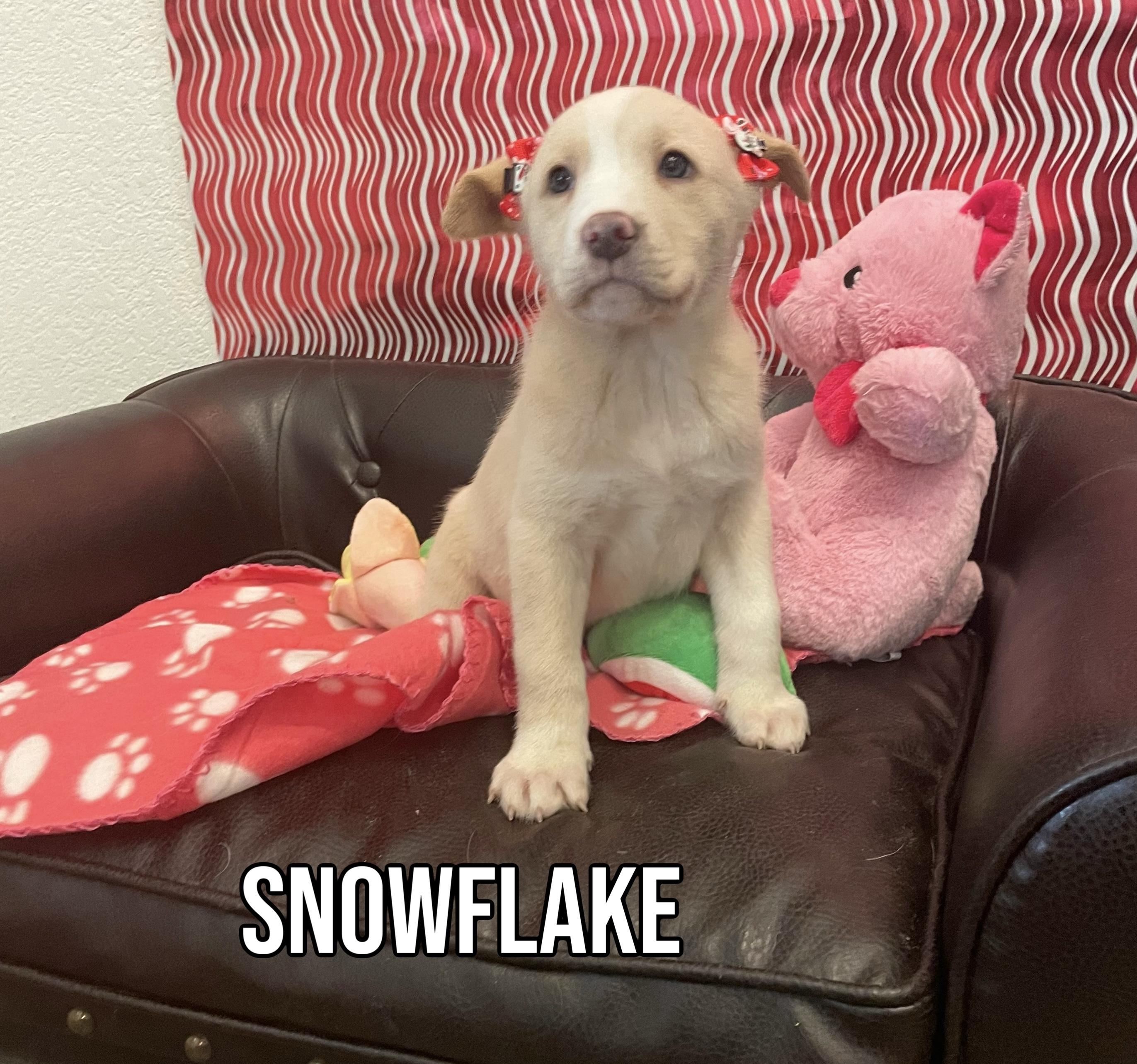 Snowflake, Adopted, Puppy Female Labrador Retriever.