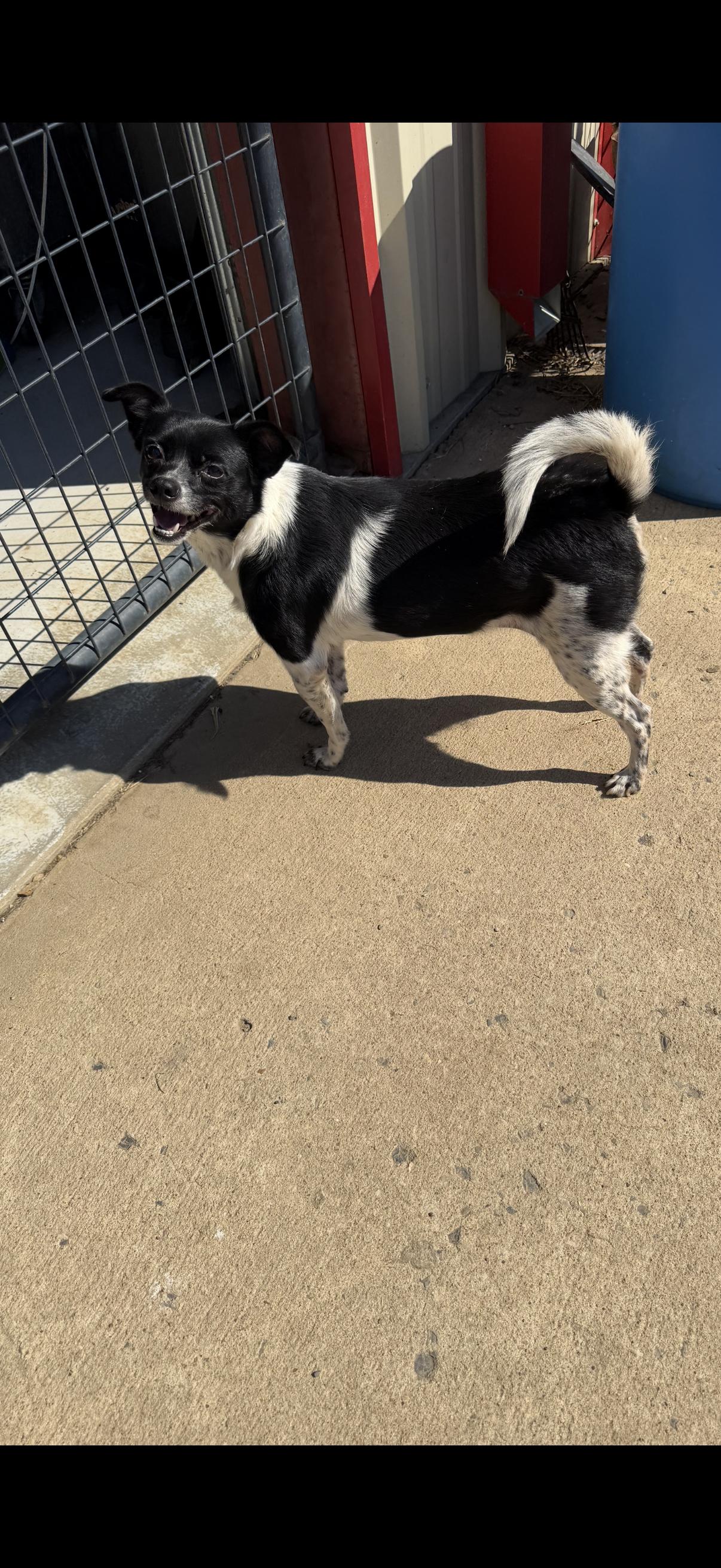 Enlarge Gidget, a Adoptable mixed breed in Muldrow, OK image 2/2