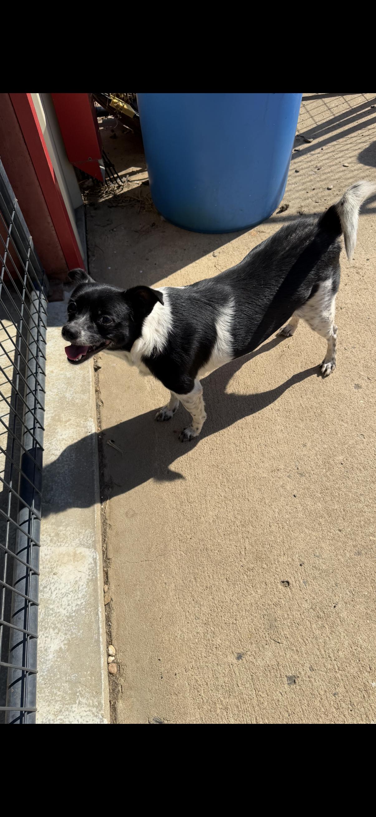 Gidget, Adoptable, Young Female Rat Terrier.