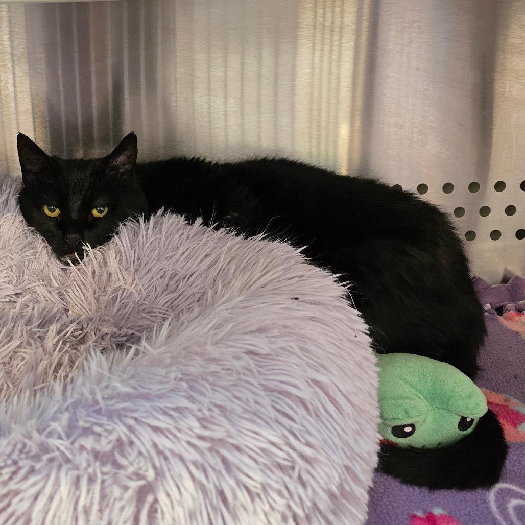 Jenna New Mexico, Adoptable, Adult Female Domestic Short Hair.