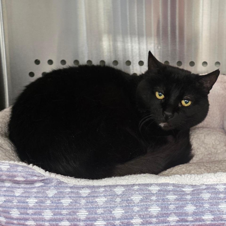 Jenna New Mexico, a Adoptable Domestic Short Hair in Denver, CO image 2/3