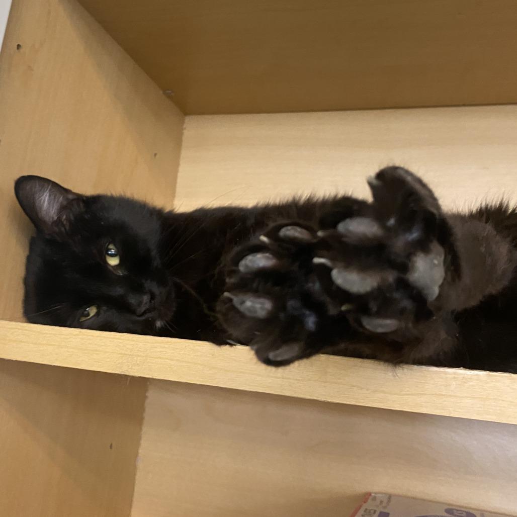 Jenna New Mexico, a Adoptable Domestic Short Hair in Denver, CO image 3/3