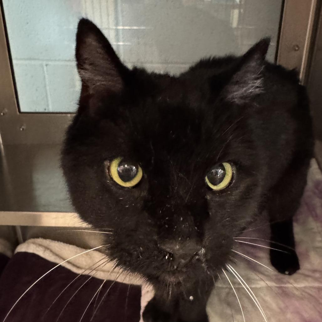 Lucy, Adoptable, Senior Female Domestic Medium Hair.