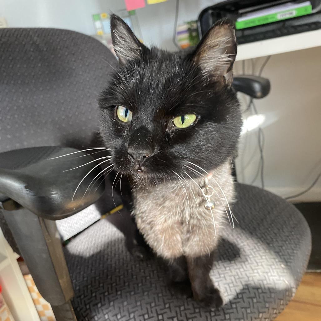 Enlarge Lucy, a Adoptable Domestic Medium Hair in Lakewood, CO image 2/2