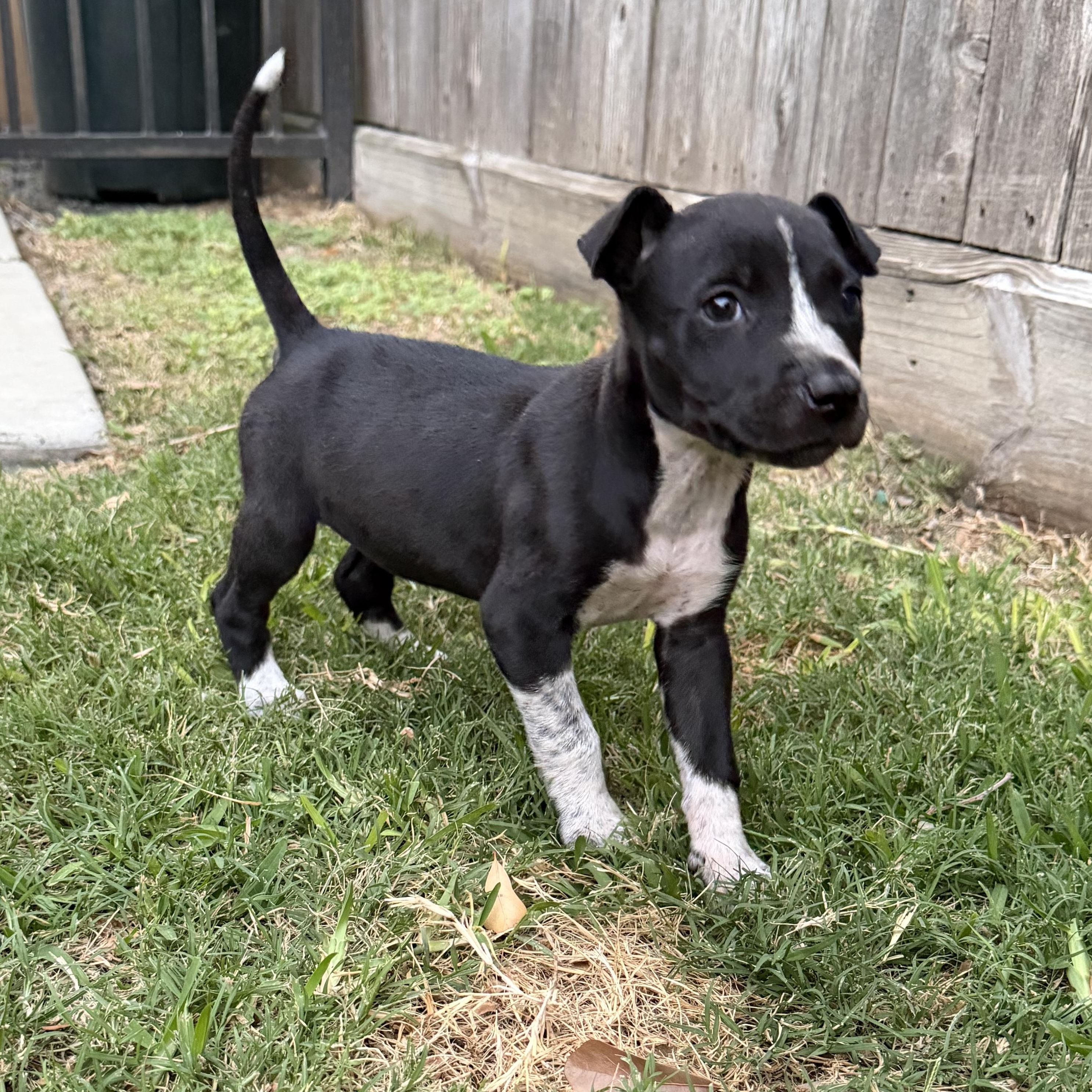Enlarge Ainsley, a Adoptable mixed breed in Greenville, SC image 3/5