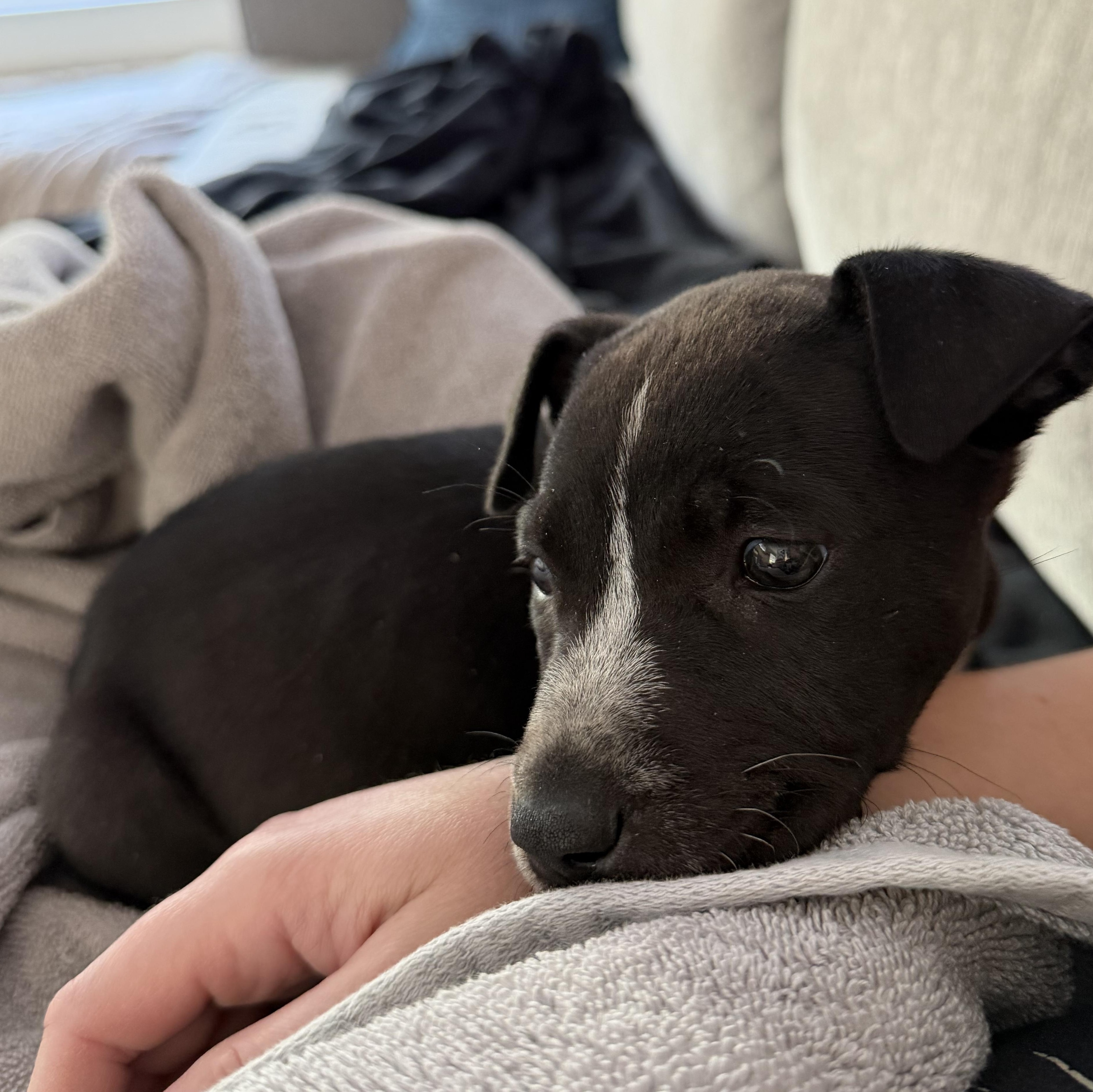 Enlarge Ainsley, a Adoptable mixed breed in Greenville, SC image 5/5