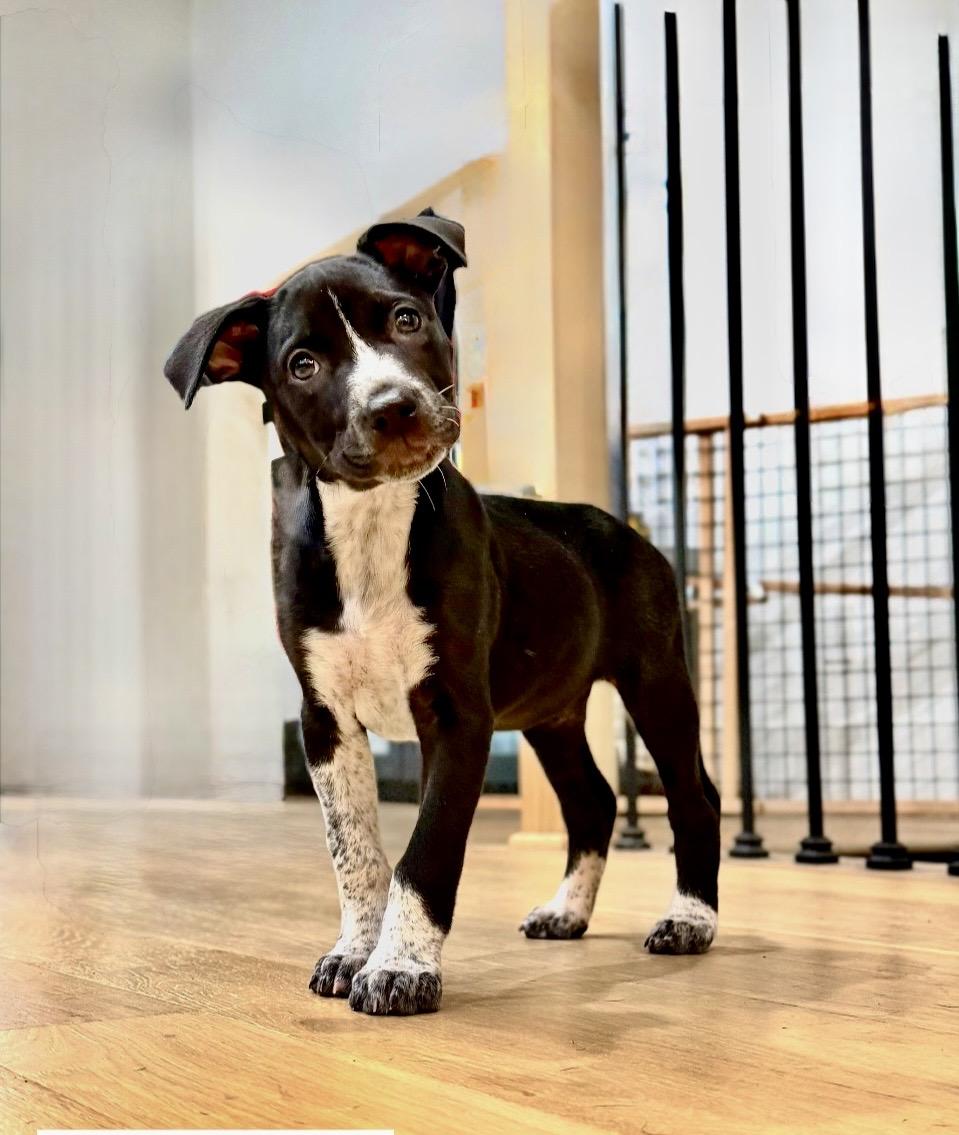 Enlarge Ainsley, a Adoptable mixed breed in Greenville, SC image 2/5