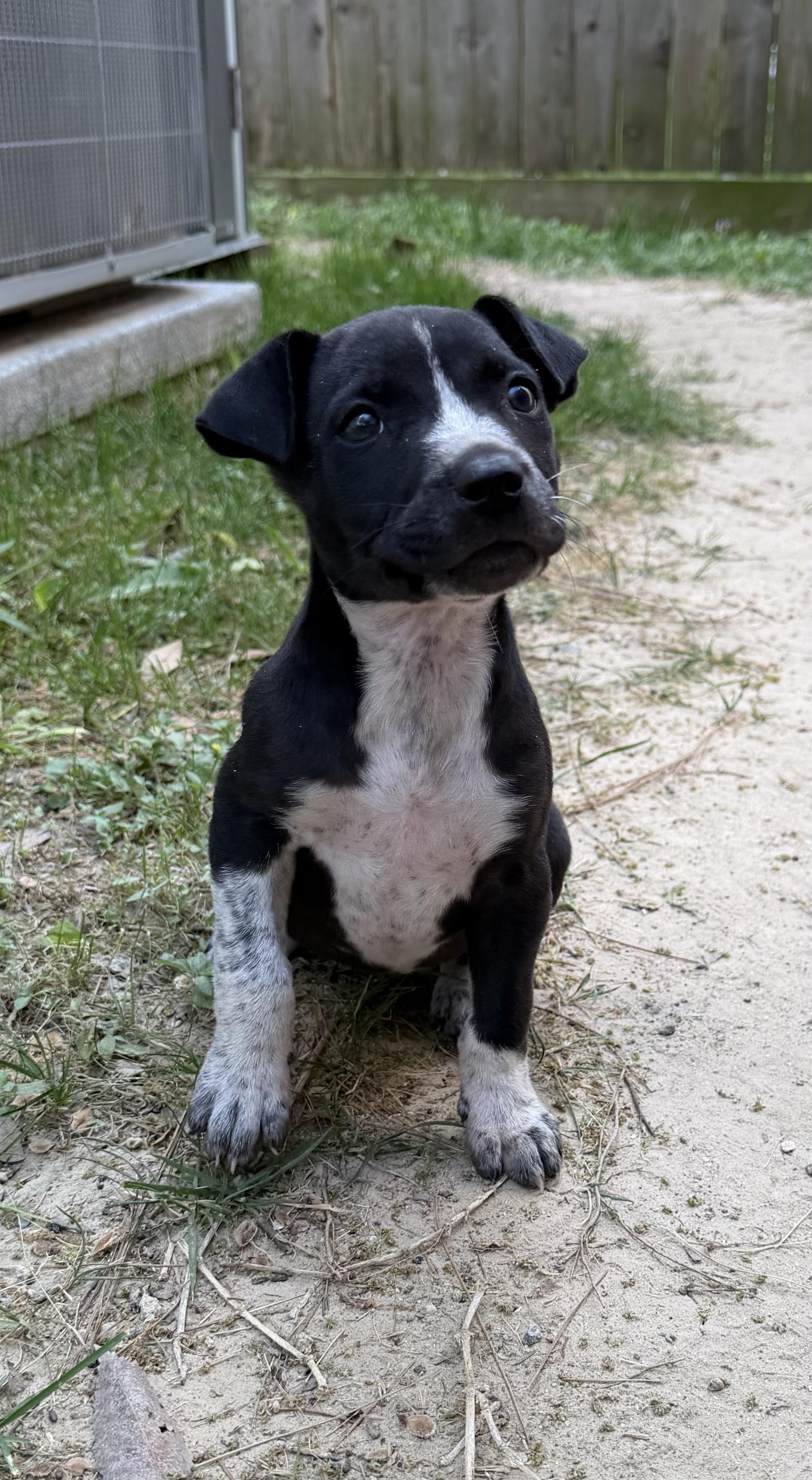 Enlarge Ainsley, a Adoptable mixed breed in Greenville, SC image 4/5