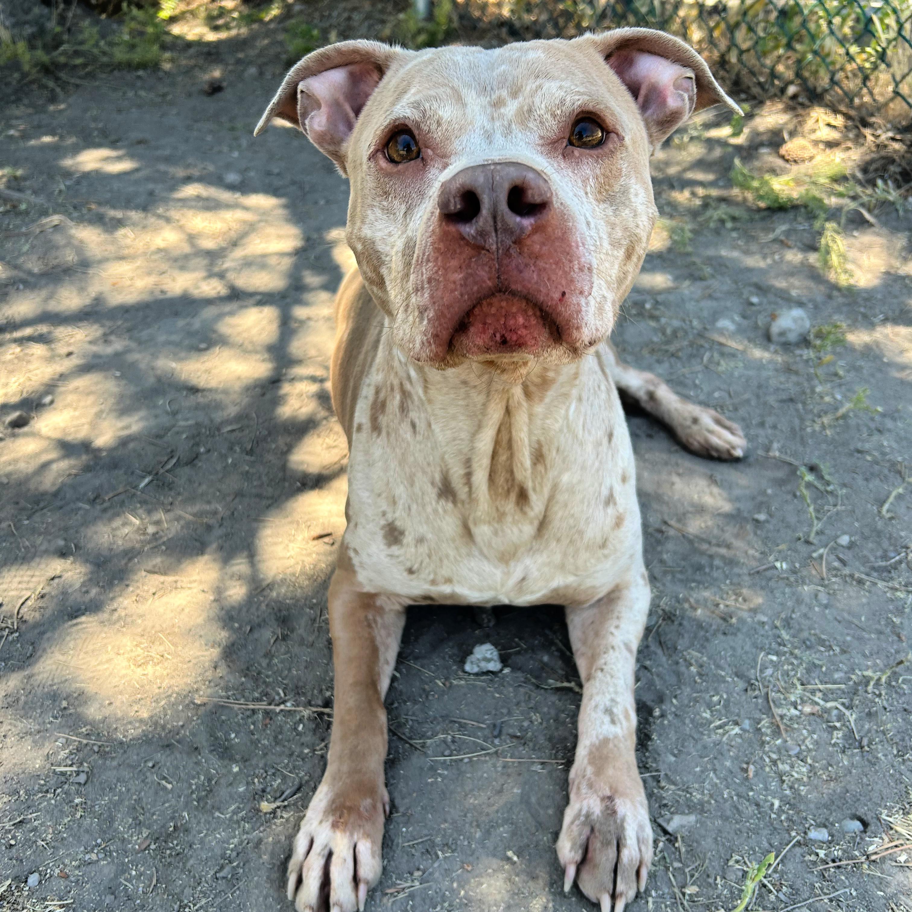 Enlarge Splat, an adopted mixed breed in Lindon, UT image 5/5