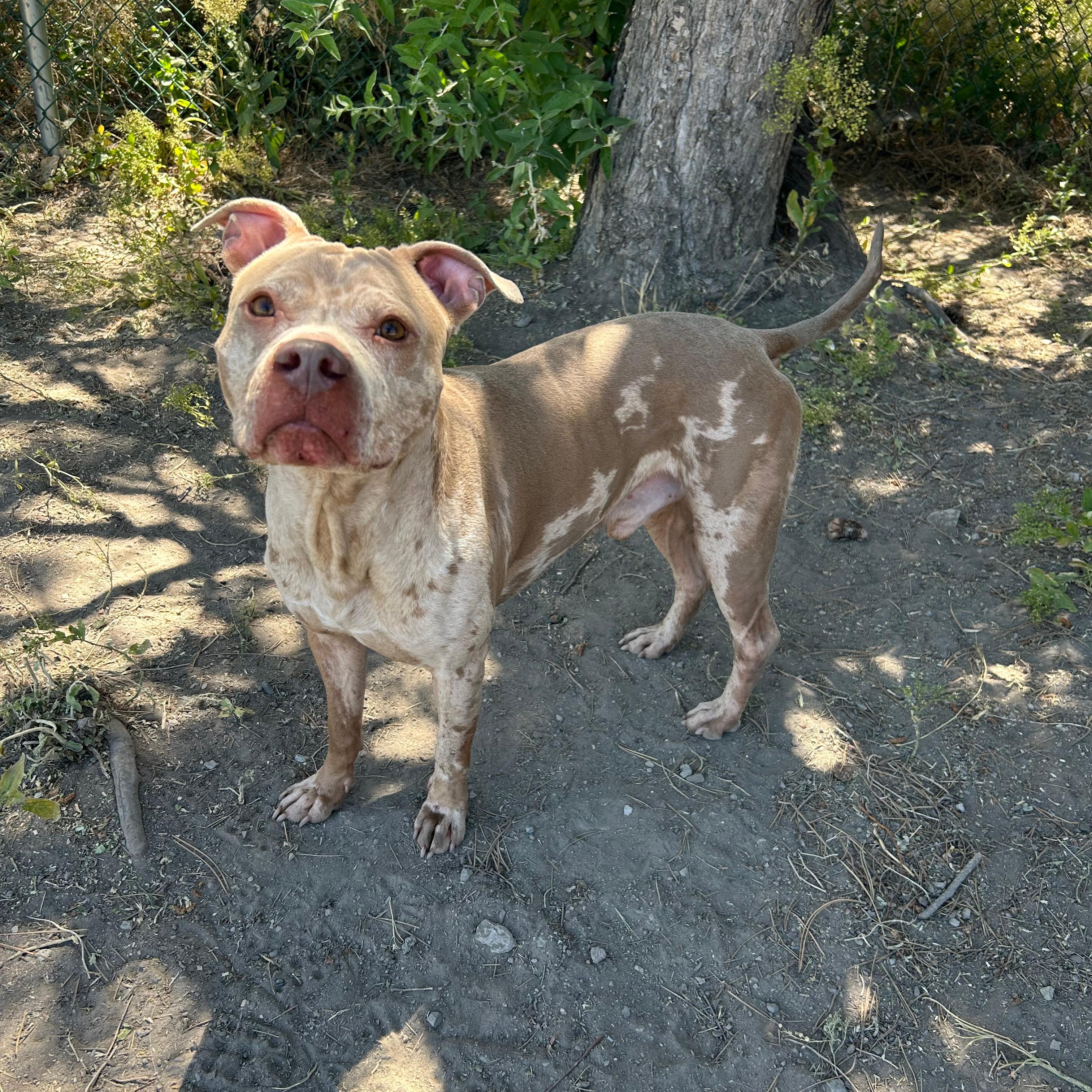 Enlarge Splat, an adopted mixed breed in Lindon, UT image 1/5