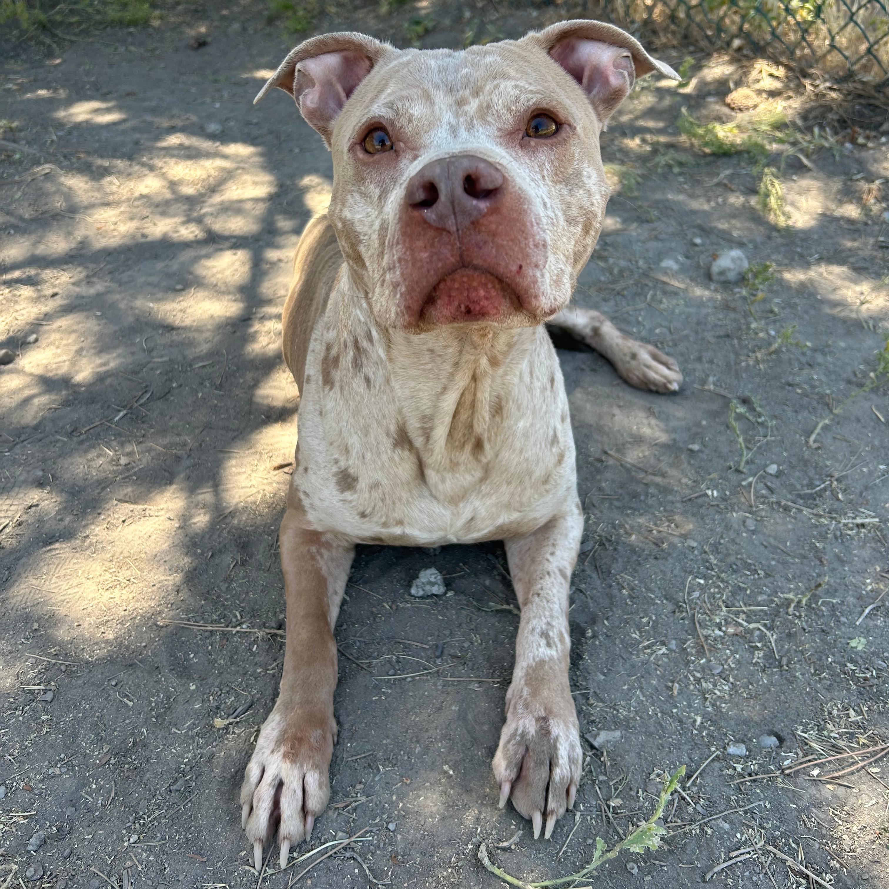 Enlarge Splat, an adopted mixed breed in Lindon, UT image 2/5