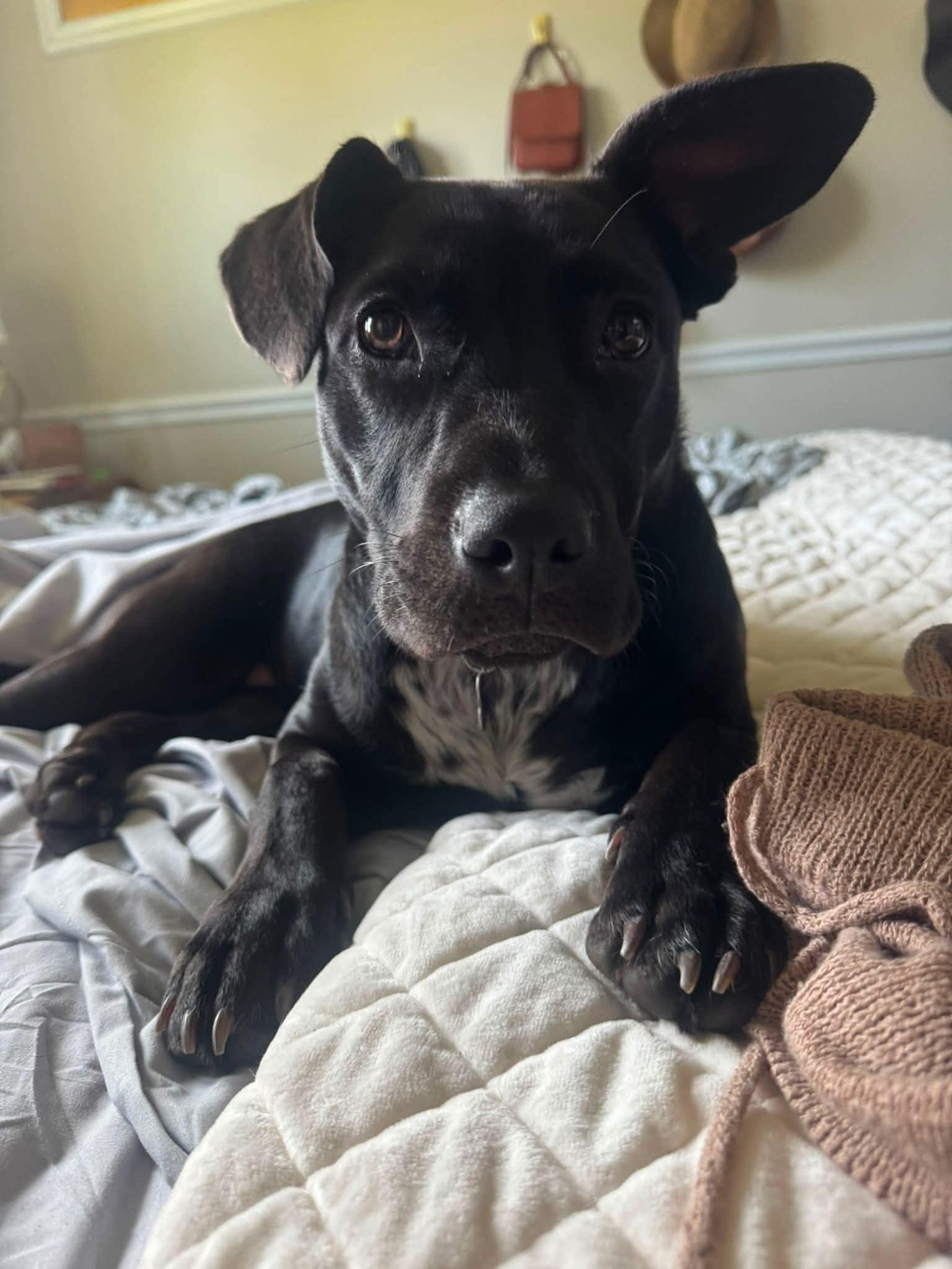 Enlarge Hannah, a Adoptable mixed breed in O'Fallon, MO image 1/6