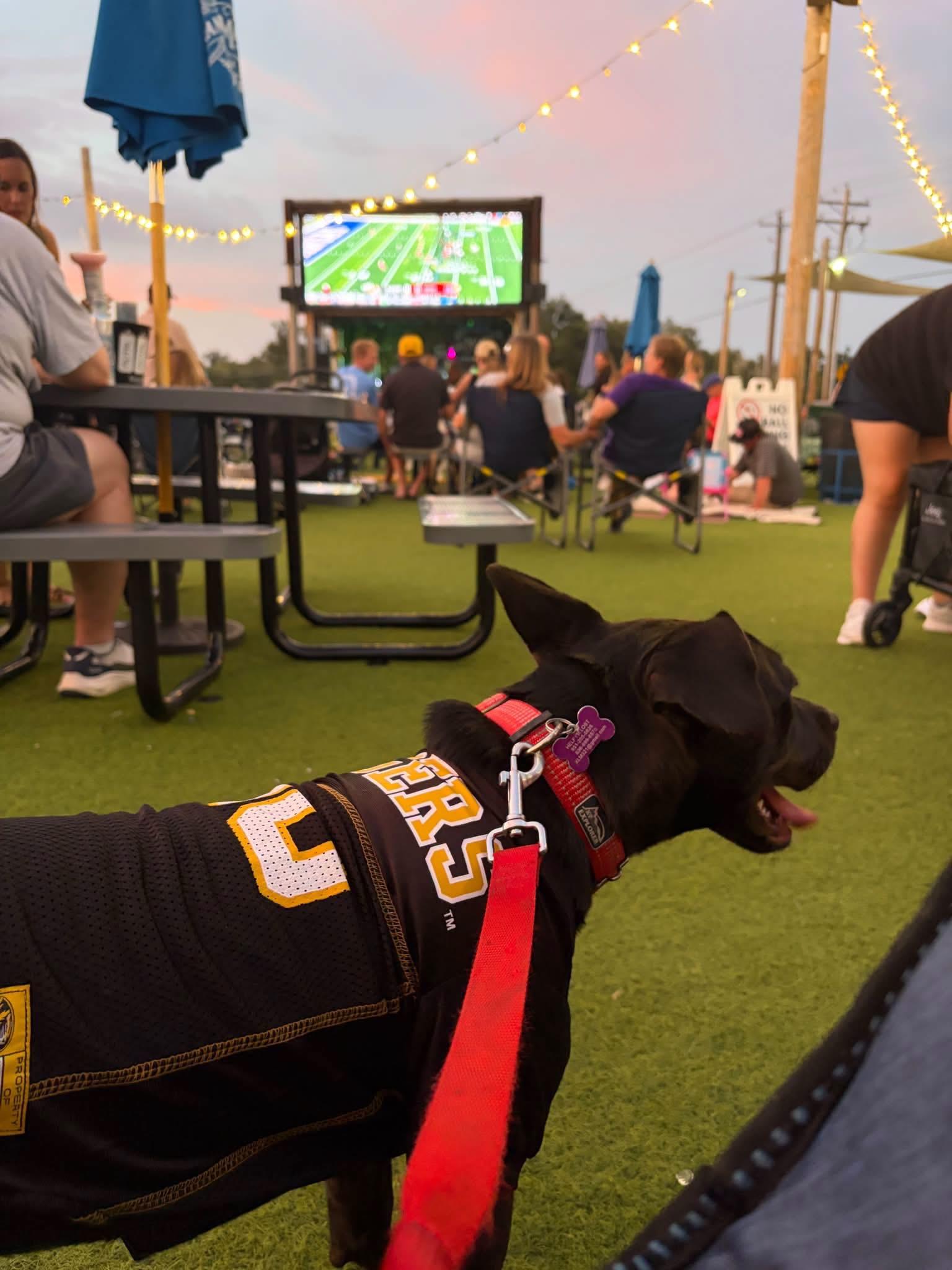 Enlarge Hannah, a Adoptable mixed breed in O'Fallon, MO image 5/6