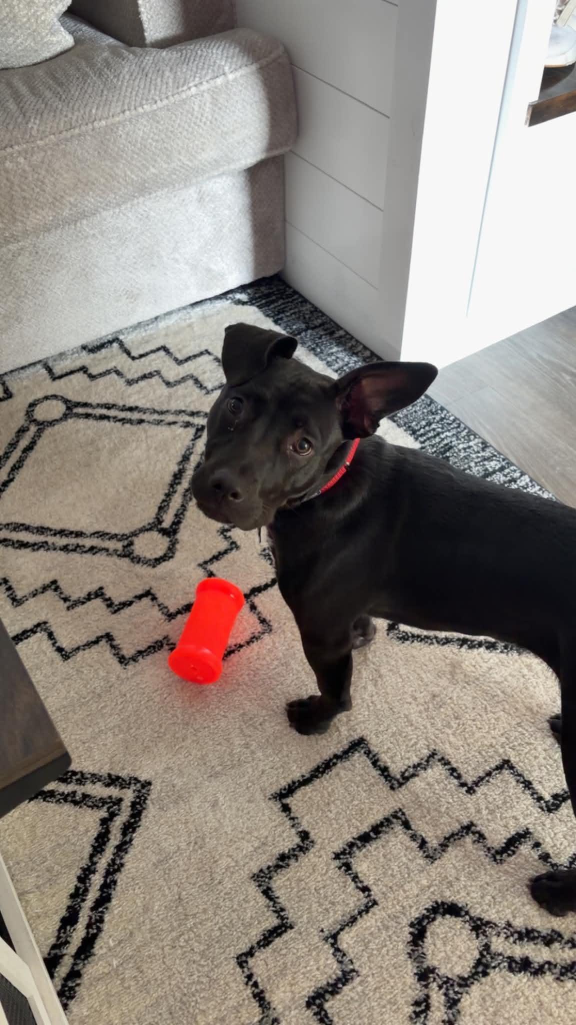 Enlarge Hannah, a Adoptable mixed breed in O'Fallon, MO image 6/6