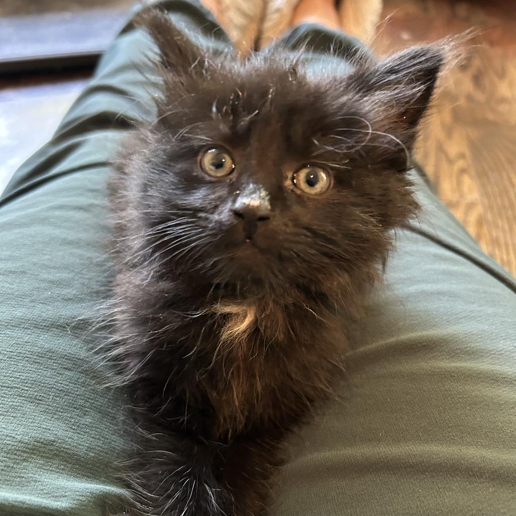 Beaver Tail, Adoptable, Kitten Female Domestic Long Hair.
