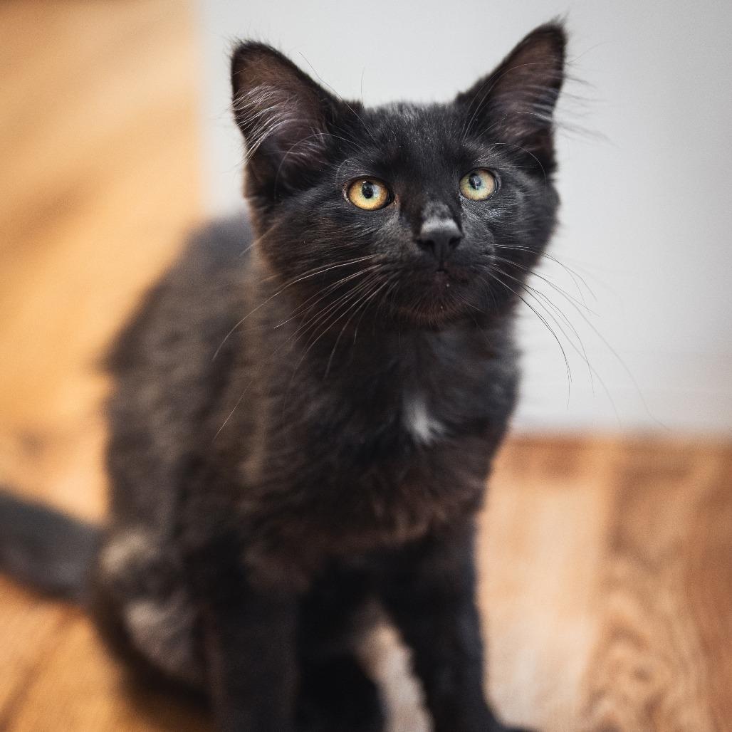 Beaver Tail, a Adoptable Domestic Long Hair in Evanston, IL image 2/6
