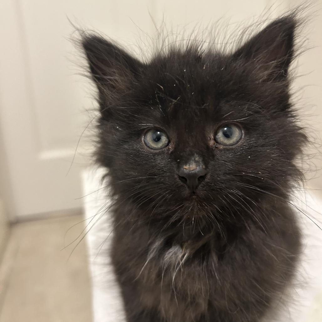 Beaver Tail, a Adoptable Domestic Long Hair in Evanston, IL image 4/6