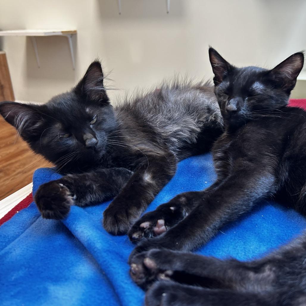 Beaver Tail, a Adoptable Domestic Long Hair in Evanston, IL image 3/6