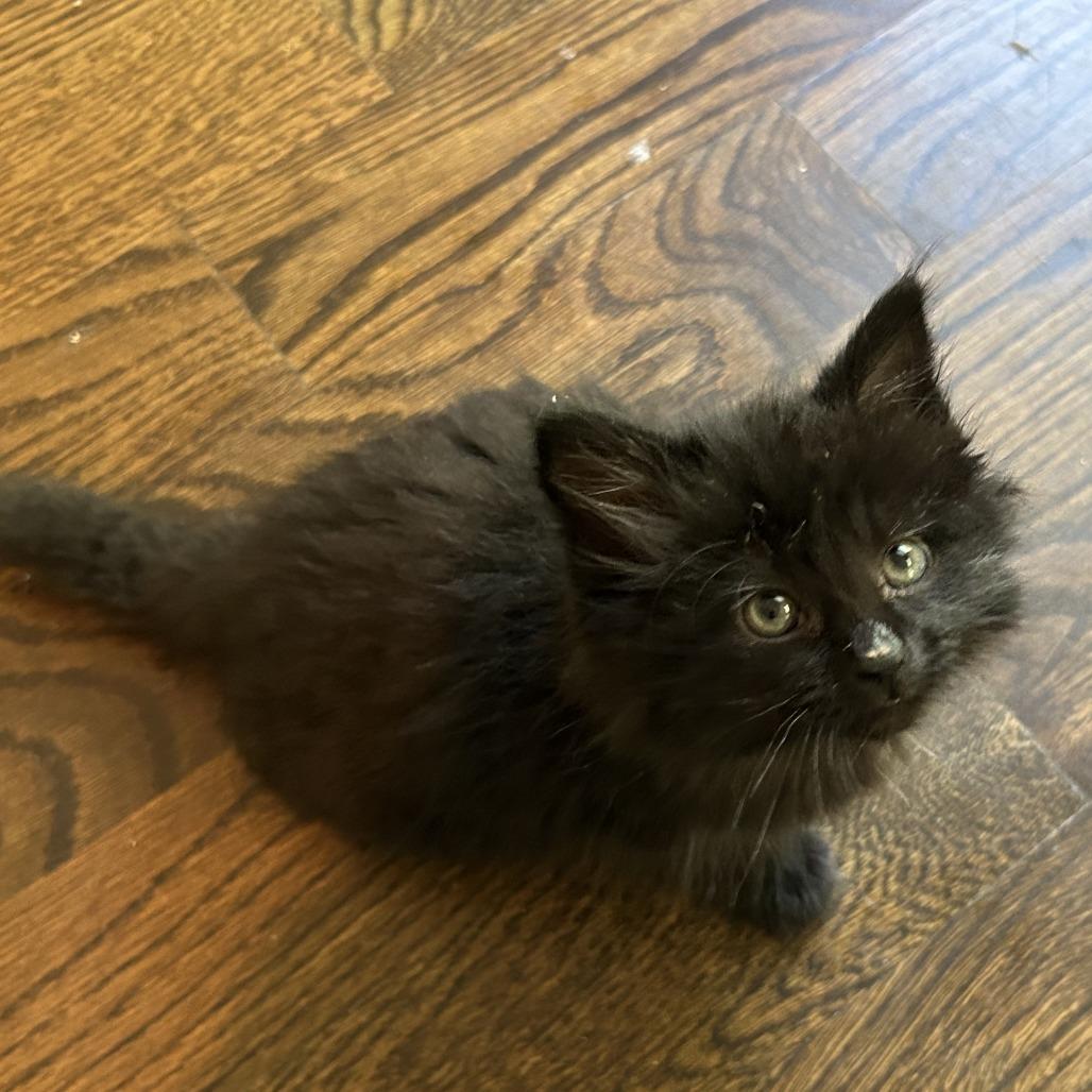 Beaver Tail, a Adoptable Domestic Long Hair in Evanston, IL image 5/6