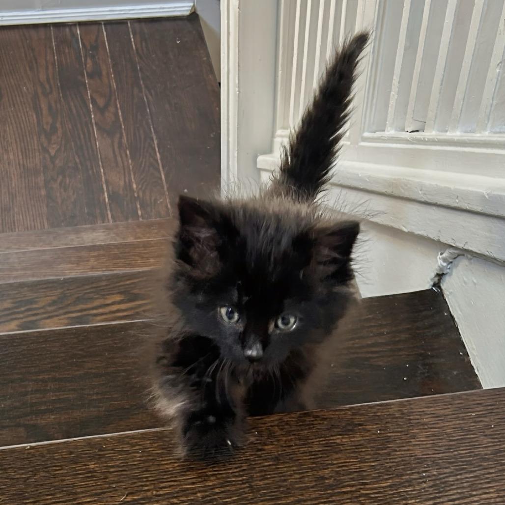 Beaver Tail, a Adoptable Domestic Long Hair in Evanston, IL image 6/6