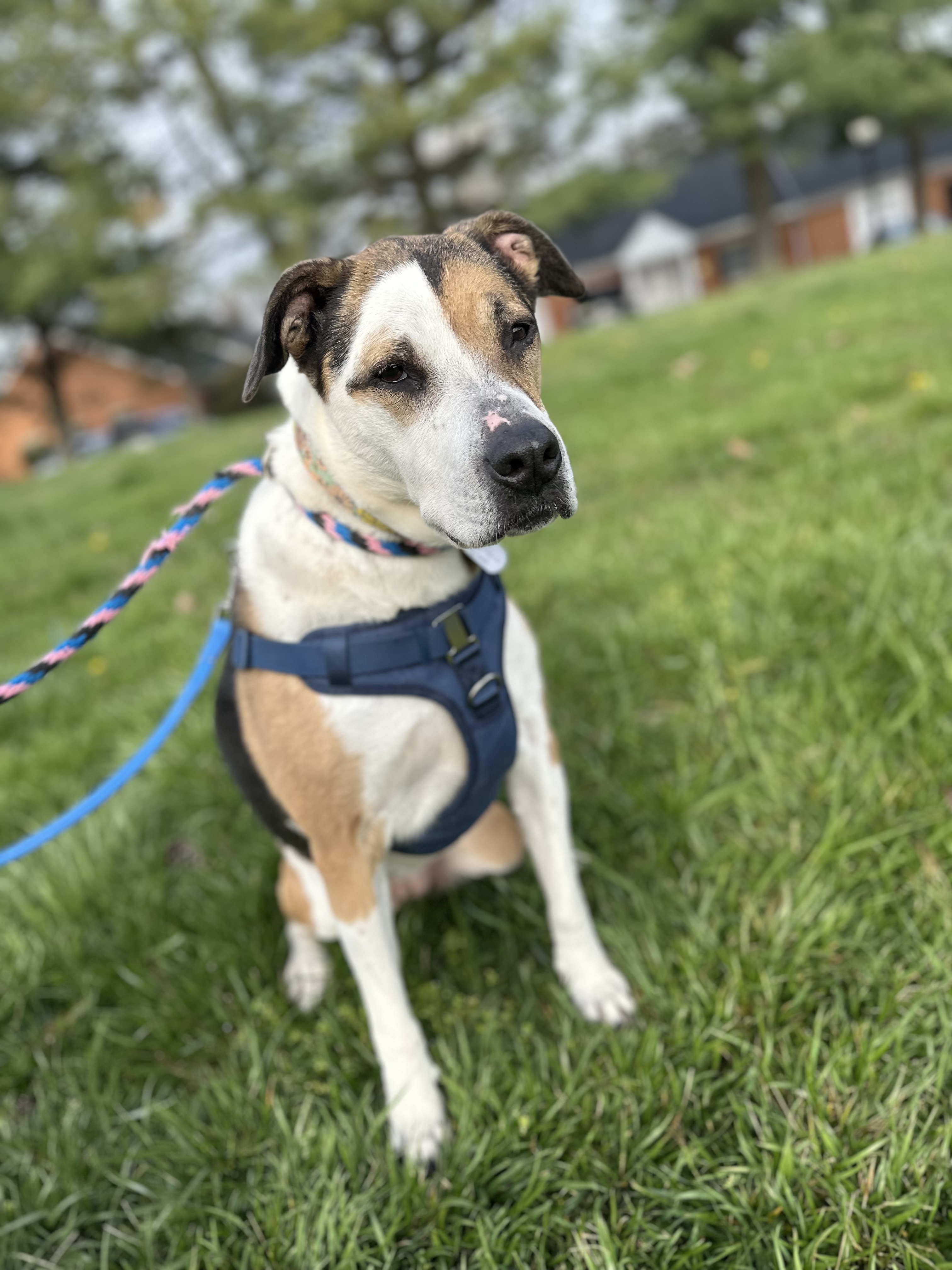 Ribeye AKA Ruby, an adopted Hound in Ellicott City, MD image 1/3