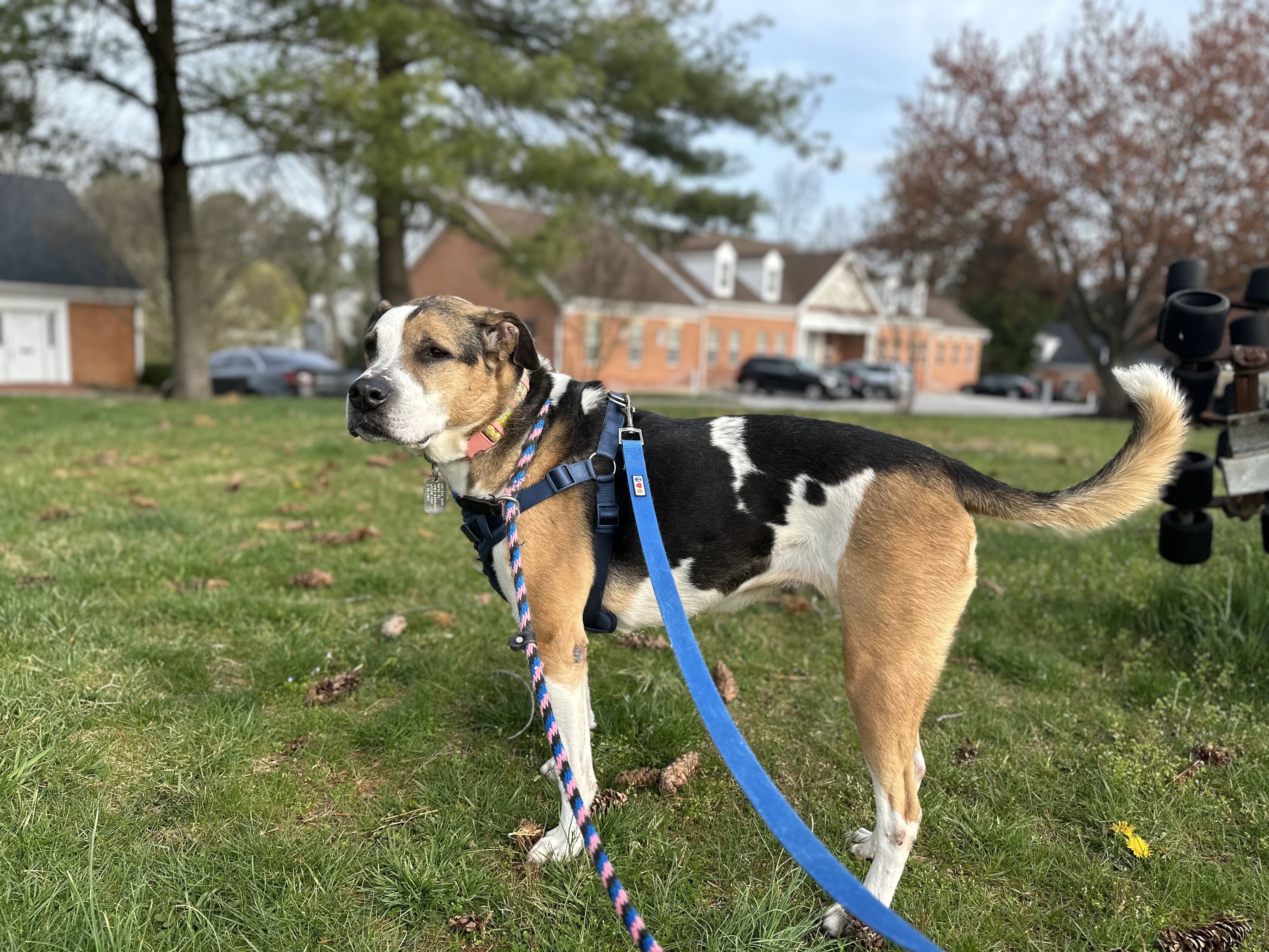 Ribeye AKA Ruby, an adopted Hound in Ellicott City, MD image 2/3