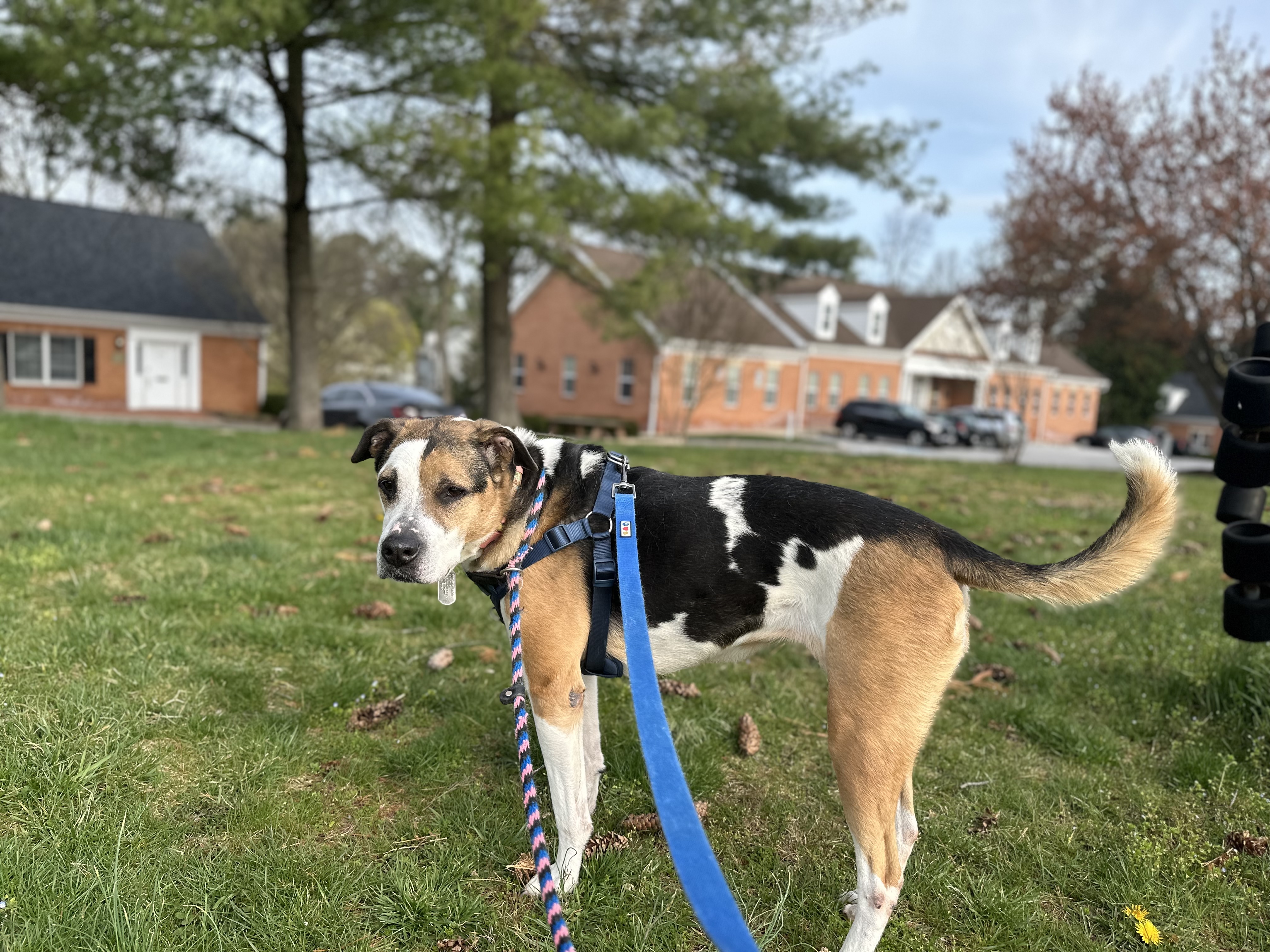 Ribeye AKA Ruby, an adopted Hound in Ellicott City, MD image 3/3