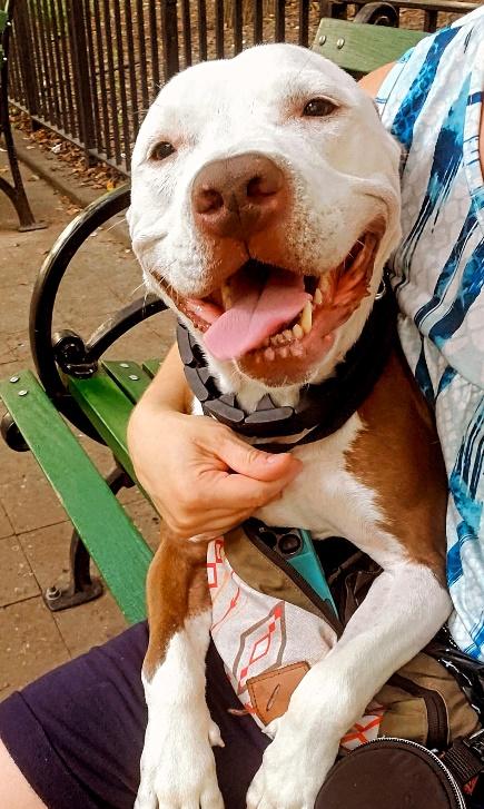 Enlarge Jackson, a Adoptable mixed breed in Huntington, NY image 1/3