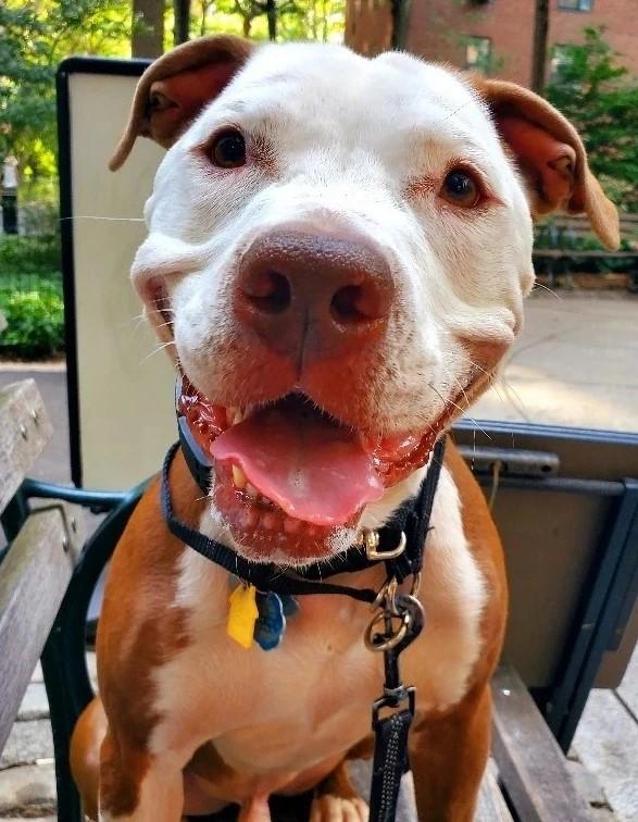 Enlarge Jackson, a Adoptable mixed breed in Huntington, NY image 2/3