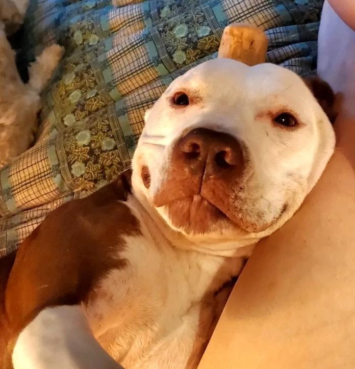 Jackson, Adoptable, Adult Male Pit Bull Terrier & Boxer.