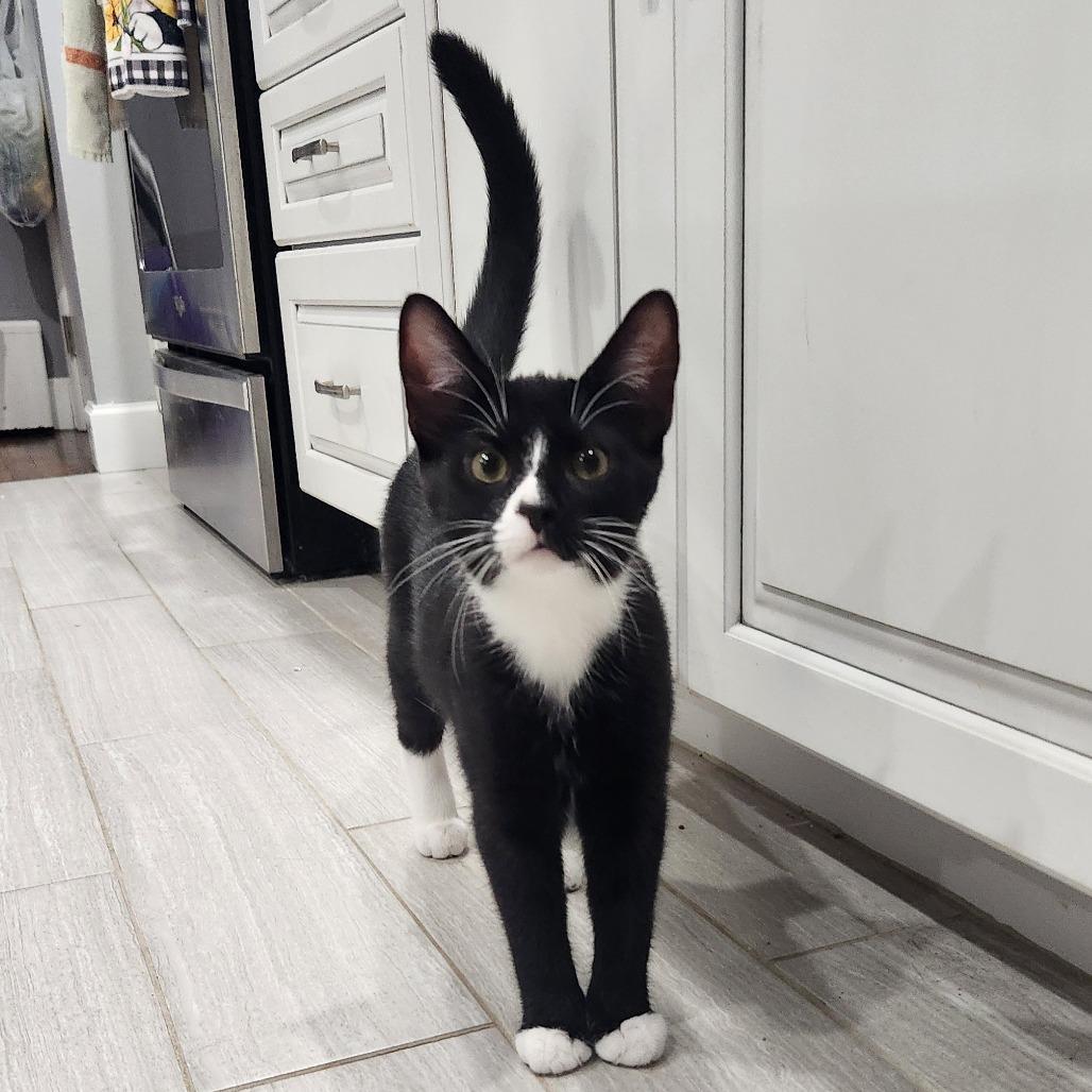 Gilly, Adoptable, Young Female Domestic Short Hair.