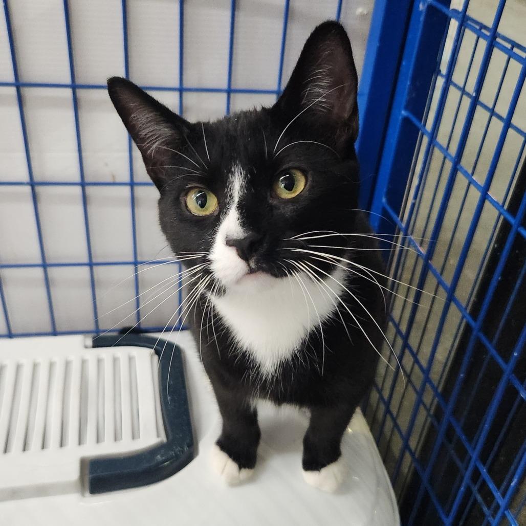 Enlarge Gilly, a Adoptable Domestic Short Hair in Portage, MI image 2/4