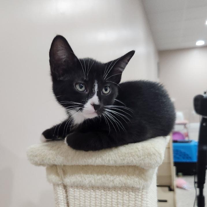 Gilly, a Adoptable Domestic Short Hair in Portage, MI image 2/5