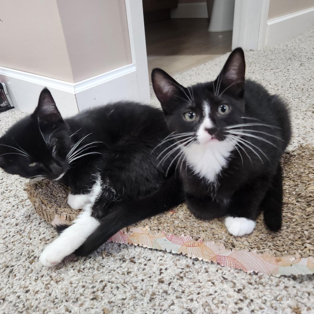 Gilly, a Adoptable Domestic Short Hair in Portage, MI image 5/5