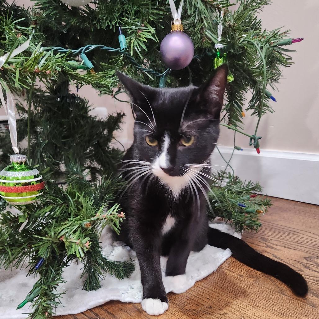 Enlarge Gilly, a Adoptable Domestic Short Hair in Portage, MI image 4/4