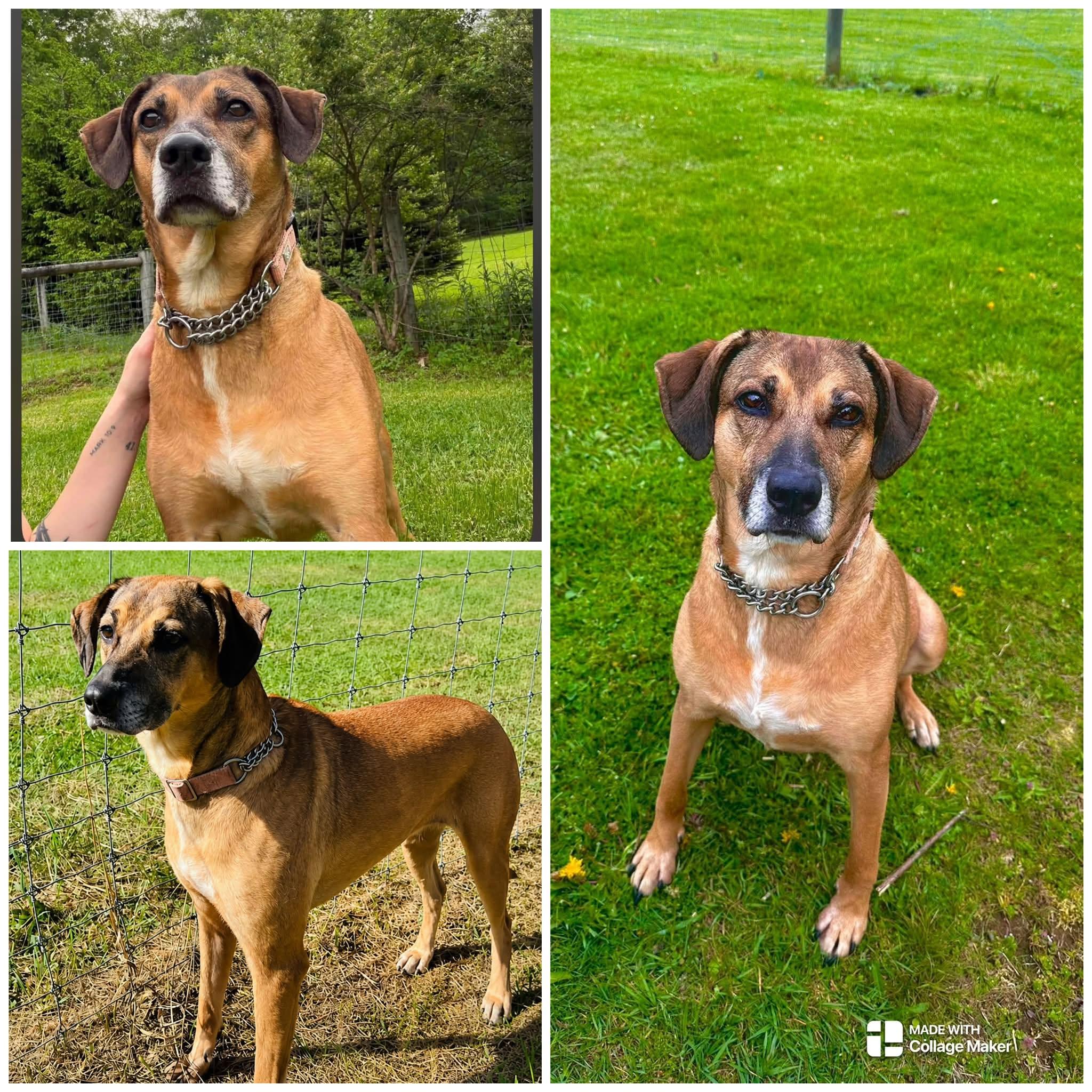 ABBY, Adoptable, Senior Female Mountain Cur.