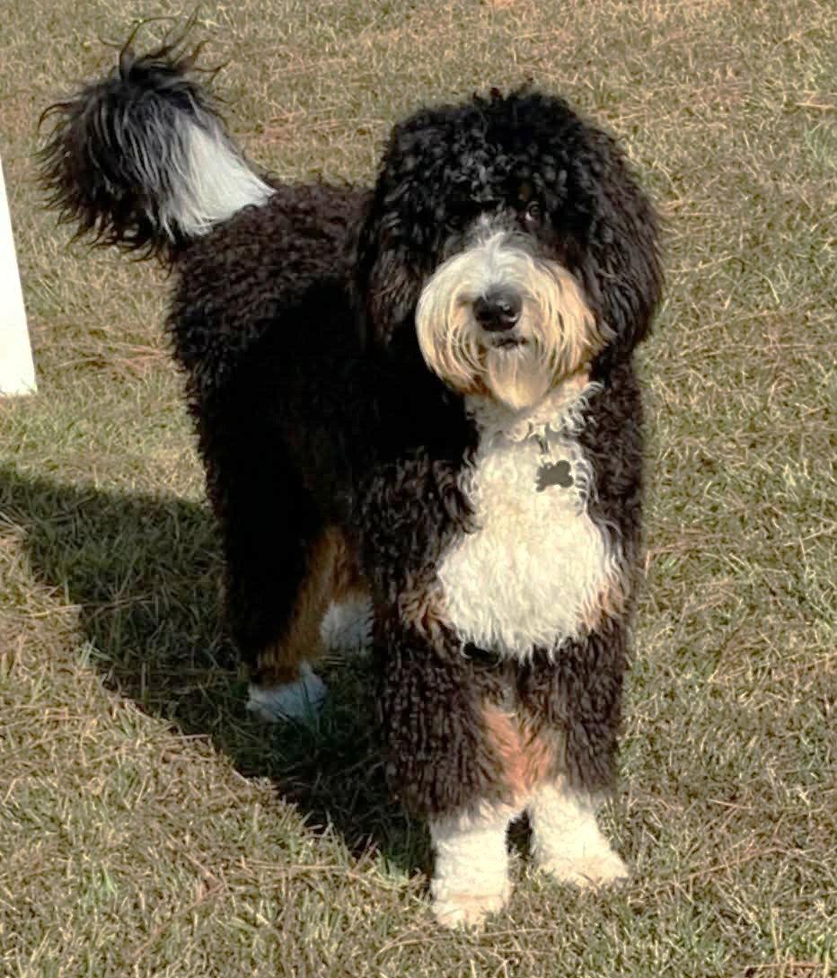 Champ JC in MS, Adoptable, Young Male Bernese Mountain Dog & Standard Poodle.