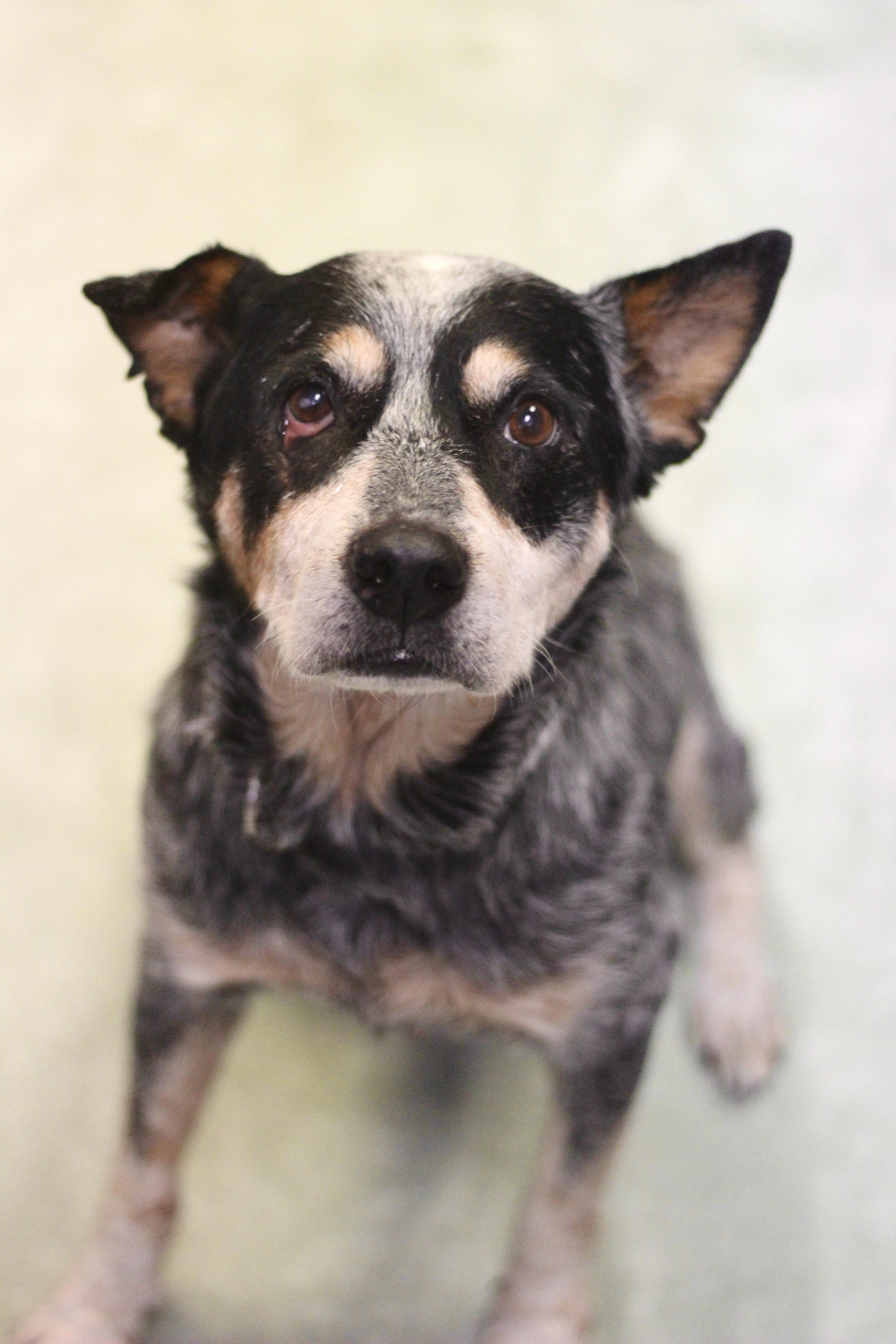 Eeyore in NH! Come Meet our Adoptable Dogs Wednesday-Saturday. More info in Bio!