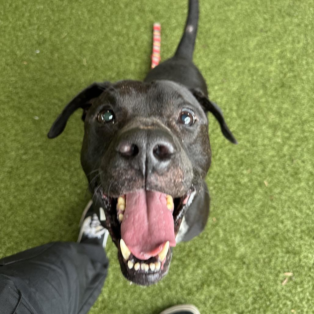 Enlarge Oakley, a Adoptable American Bulldog in West Palm Beach, FL image 1/6