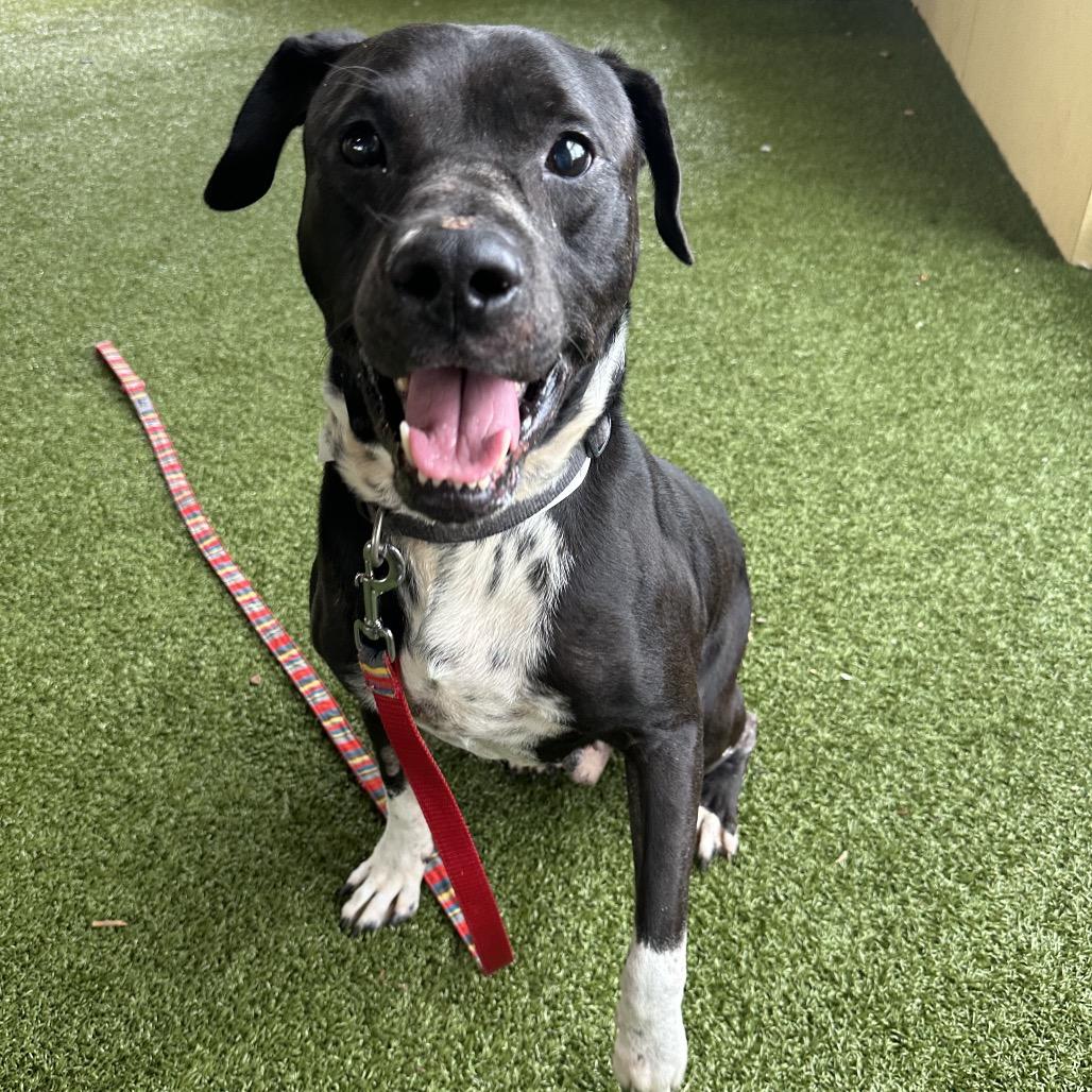 Enlarge Oakley, a Adoptable American Bulldog in West Palm Beach, FL image 6/6