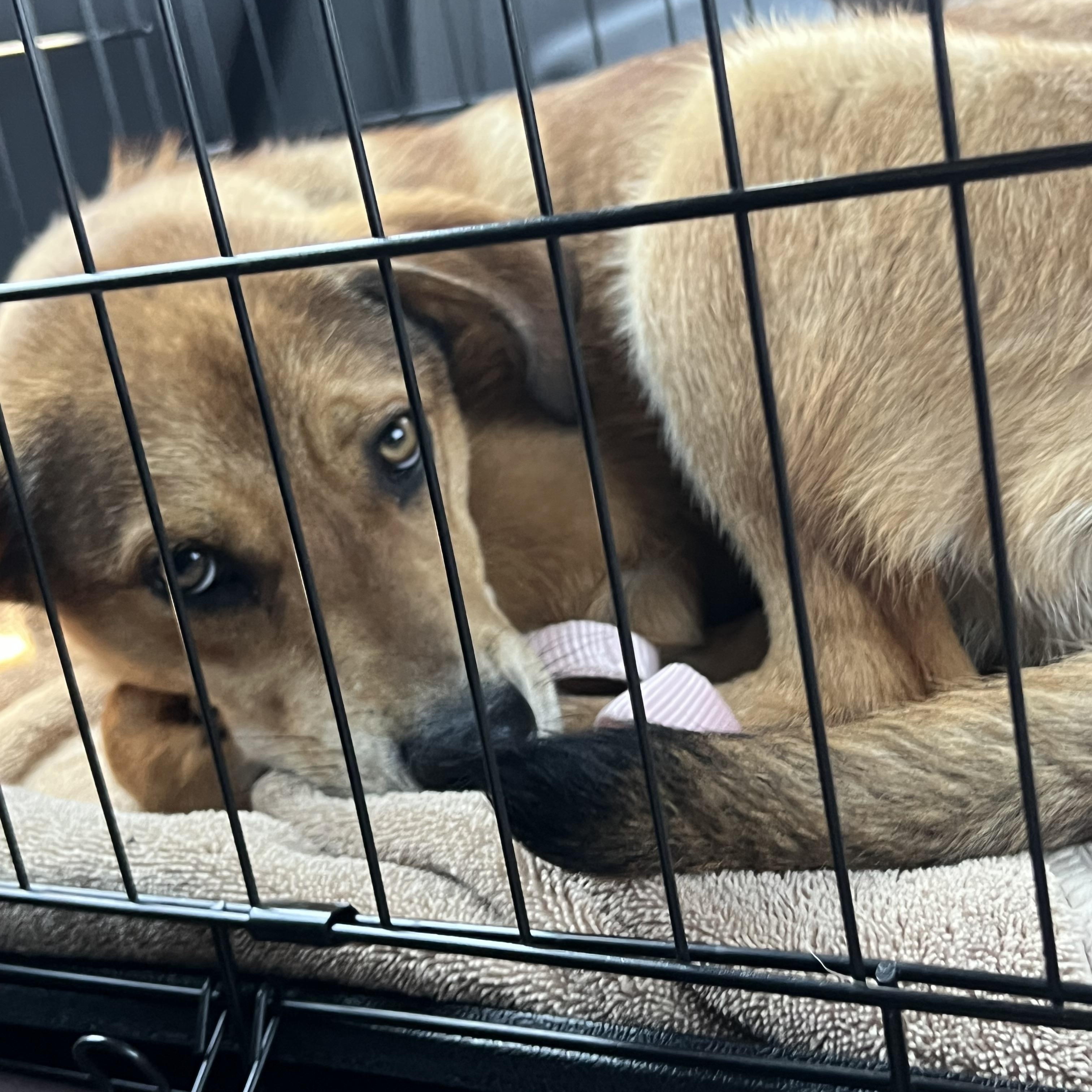 Sky, an adopted mixed breed in Holmen, WI image 3/6