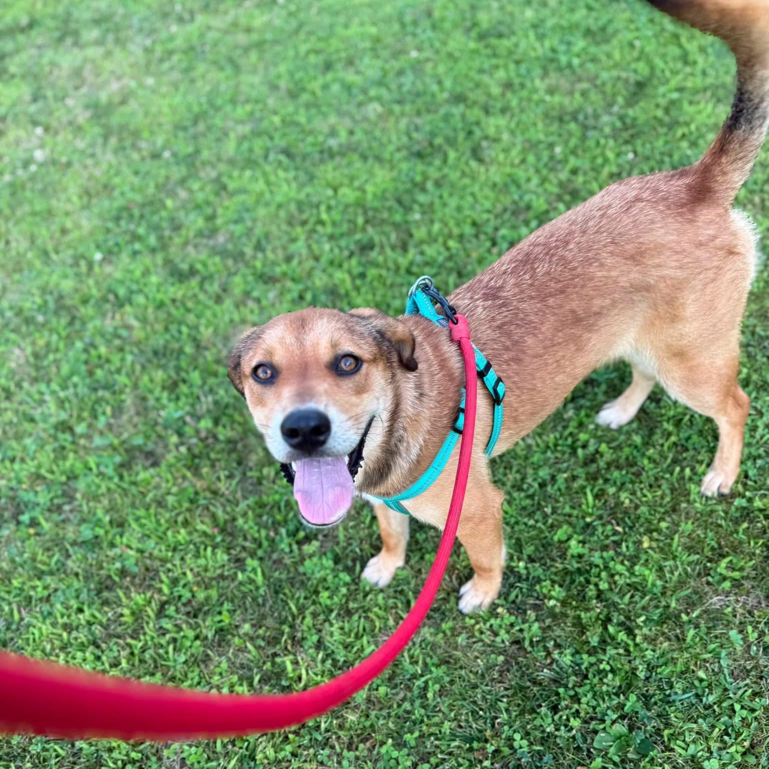 Sky, adopted, Young Female Labrador Retriever & Husky.