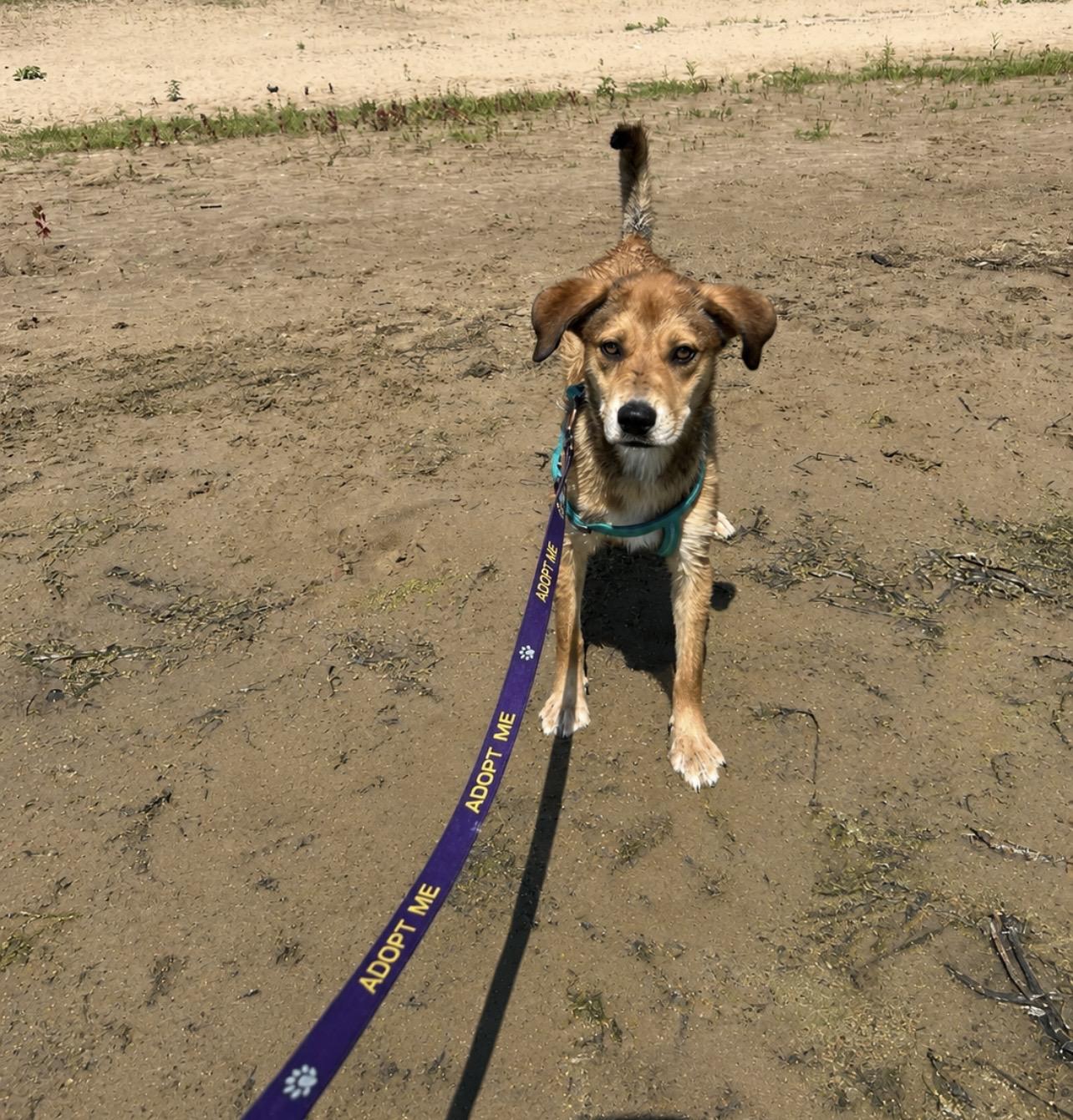 Sky, an adopted mixed breed in Holmen, WI image 5/6