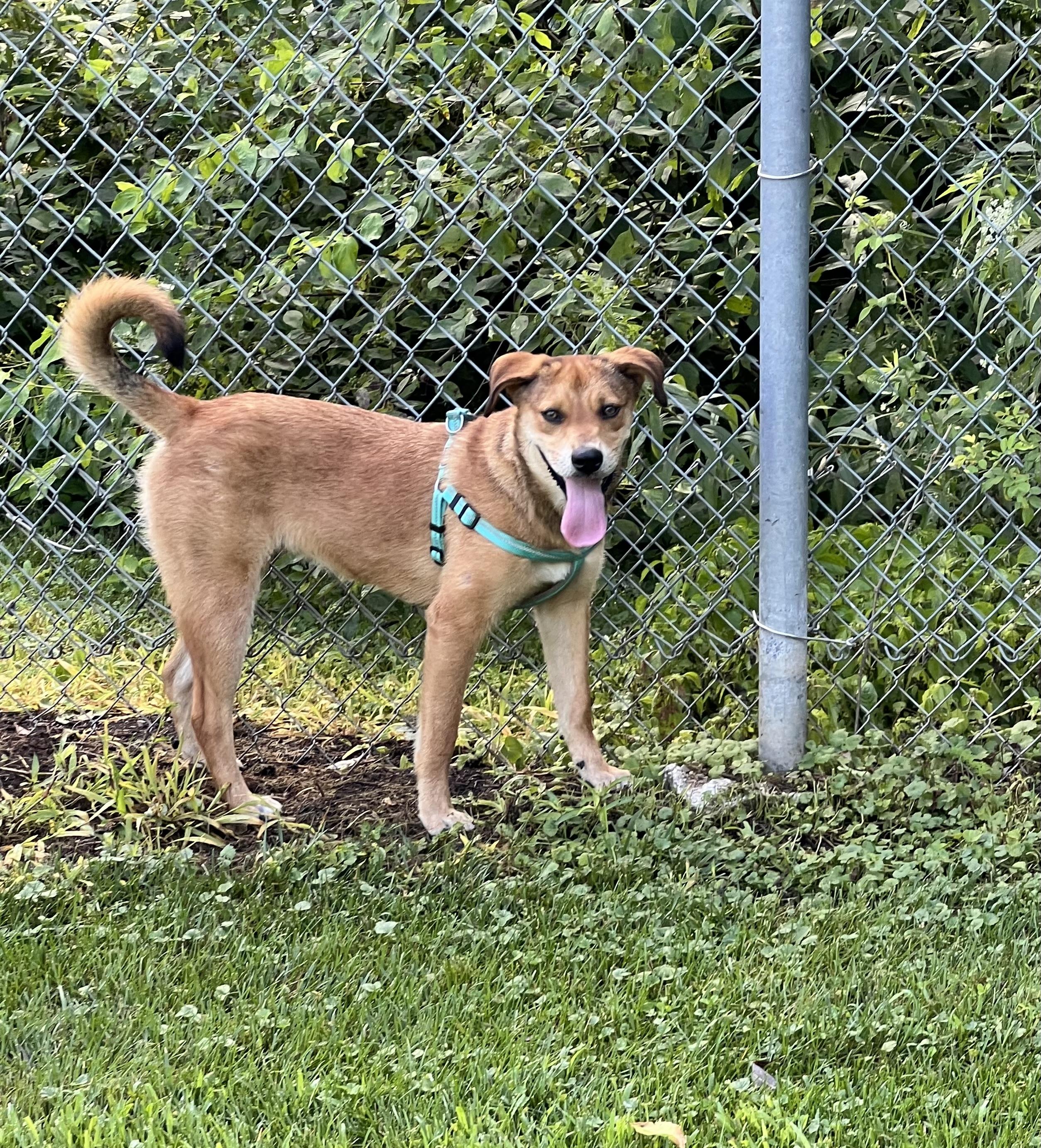 Sky, an adopted mixed breed in Holmen, WI image 6/6