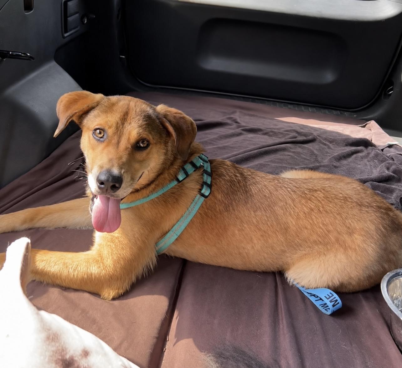 Sky, an adopted mixed breed in Holmen, WI image 2/6
